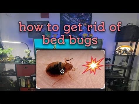 bed bugs in tagalog|SUROT (Tagalog).